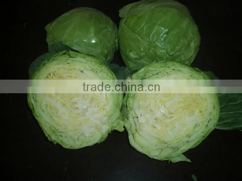 NEW FRESH CABBAGE