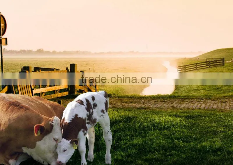Animal plastic ear Tag/ RFID Animal Ear Tag for livestock