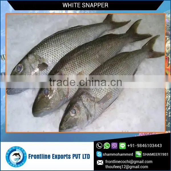 High Quaility Seafood Frozen White Snapper