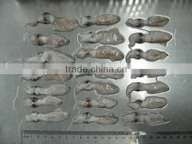 frozen baby squid 3-5cm