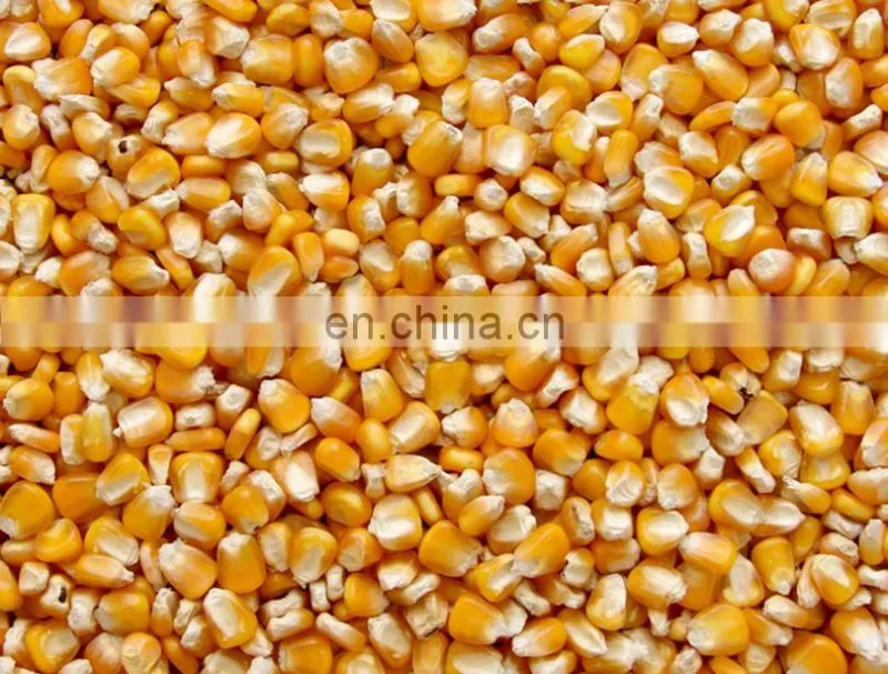 Corn seed cleaning machine hot sale, farm and grain shop widely used winnower machine