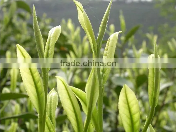 gunpowder green tea,lvzhu tea,organic tea,100% natural
