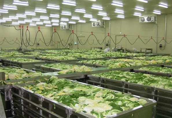Hot Sell Kimchi Pickles Making Machine