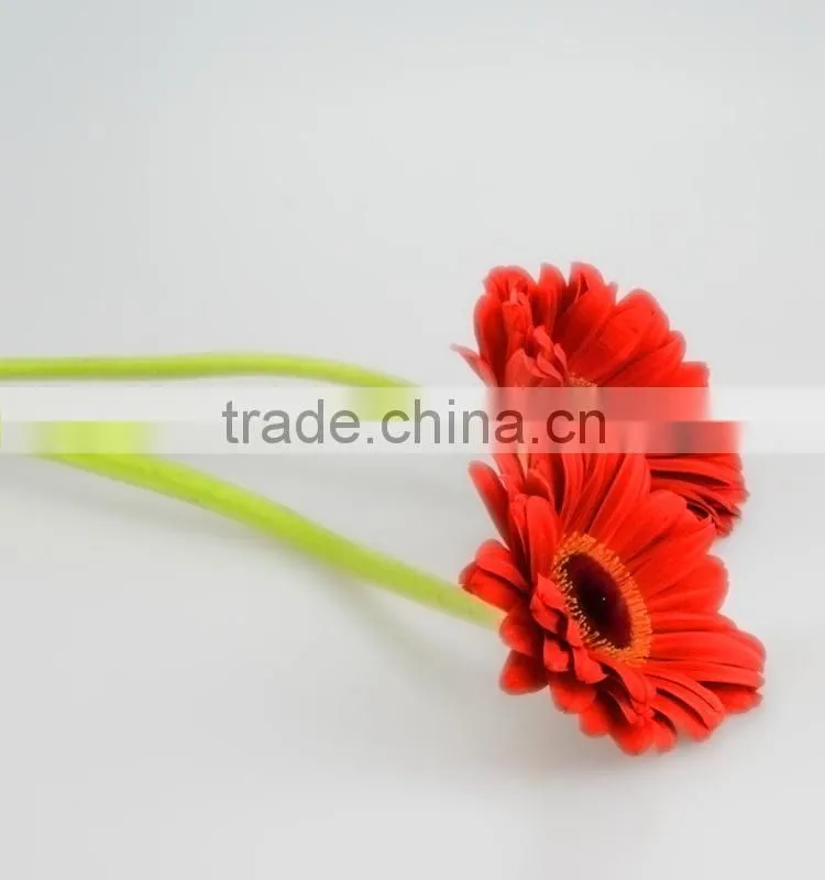 High quality Savanna red single gerbera