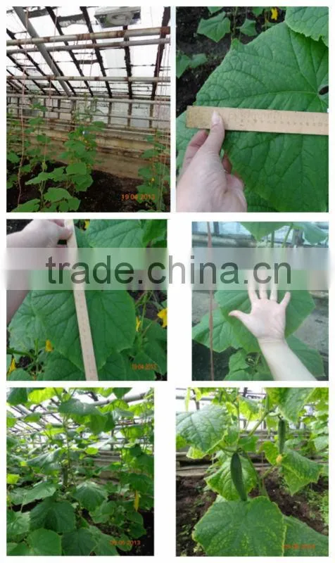 100w Hydroponic Growing Plant Induction Grow Lamp