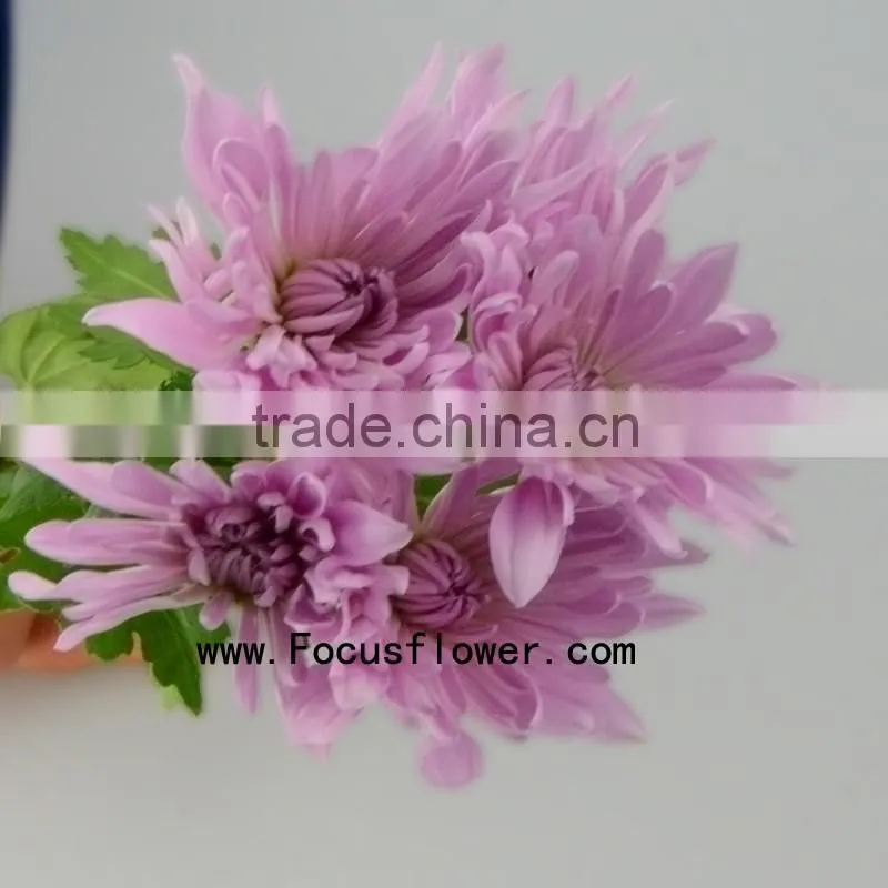 For Christmas Decoration Chrysanthemum Plant With 10 Stems/Bundle Autumn Chrysanthemum Flower With 0.5kg/Bundle Chrysanthemum Pi