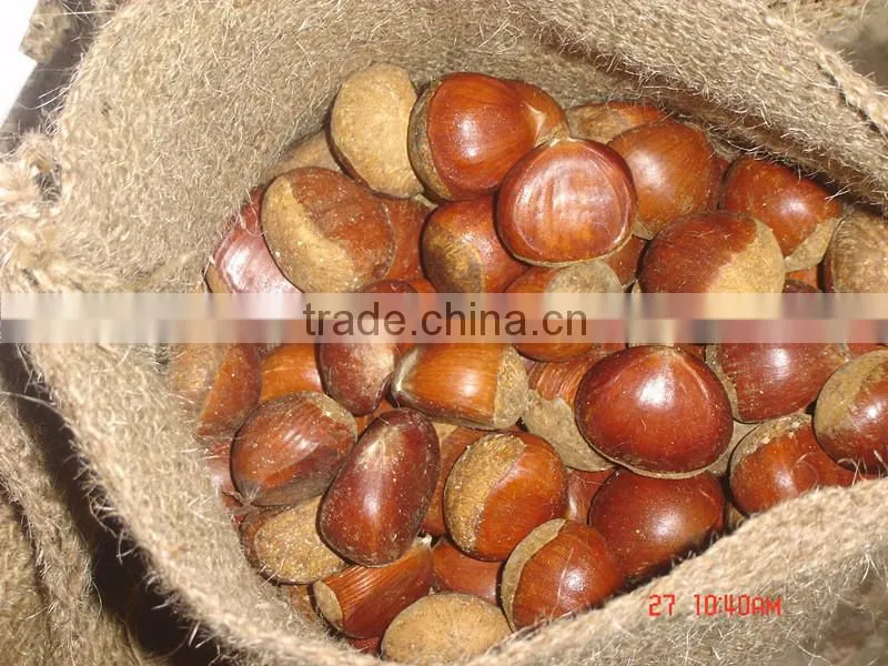 Large quantity Natural healthy chestnut