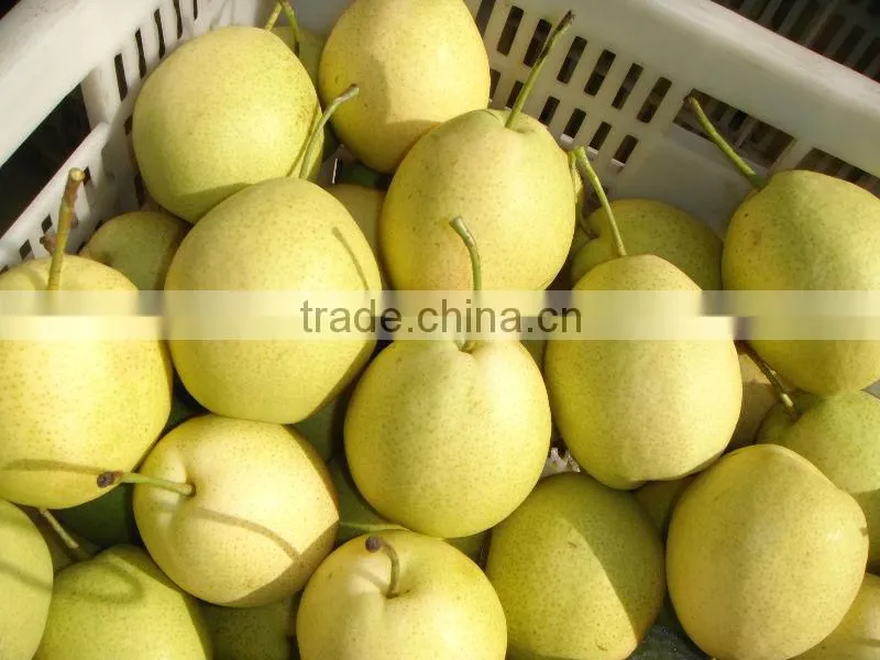 2015 fresh shandong pear supplying in china