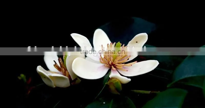 Michelia figo seedling