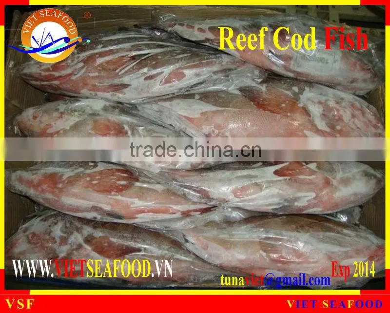 FROZEN WHOLE ROUND REEF COD FISH
