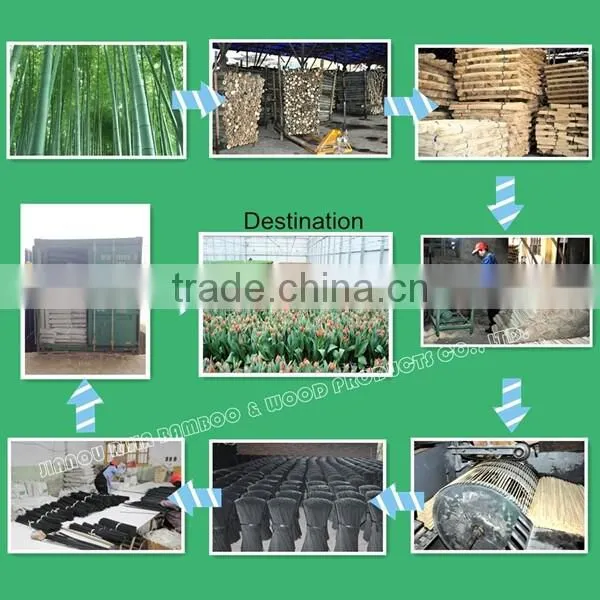 Trading Netherlands Bamboo Sticks