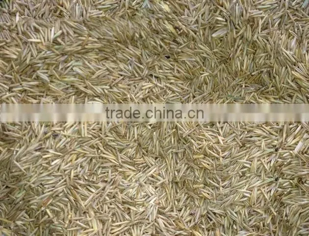 2016 New High Quality Grass Seeds Bermuda Grass Seeds For Sale