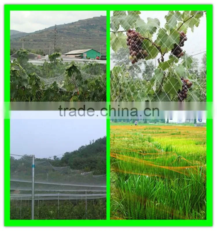 high strength HDPE extruded fruits protective bird netting