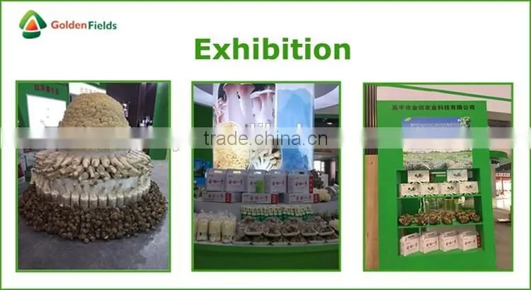 Market Price for Mushroom,Shiitake Mushroom Price,Mushroom For Sale