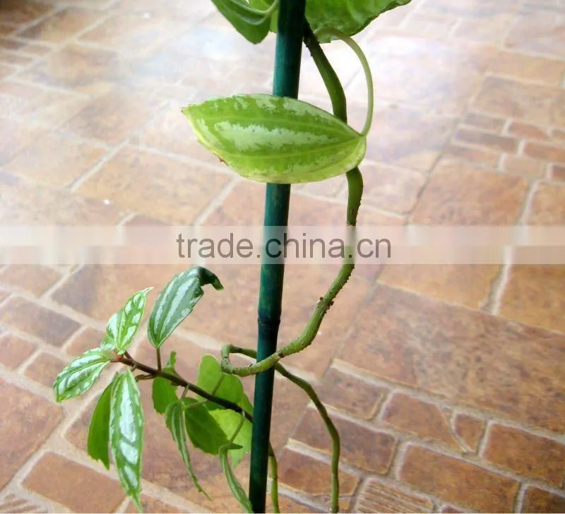 bamboo plant green color stakes