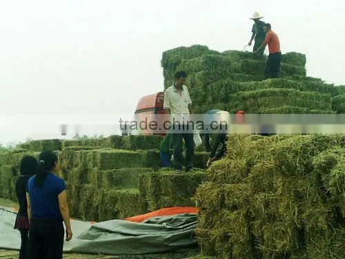 hot selling Automatic Barley Sprouting machine China