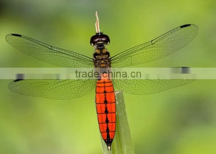 Robotic insect, lifelike insect, mechanical insect