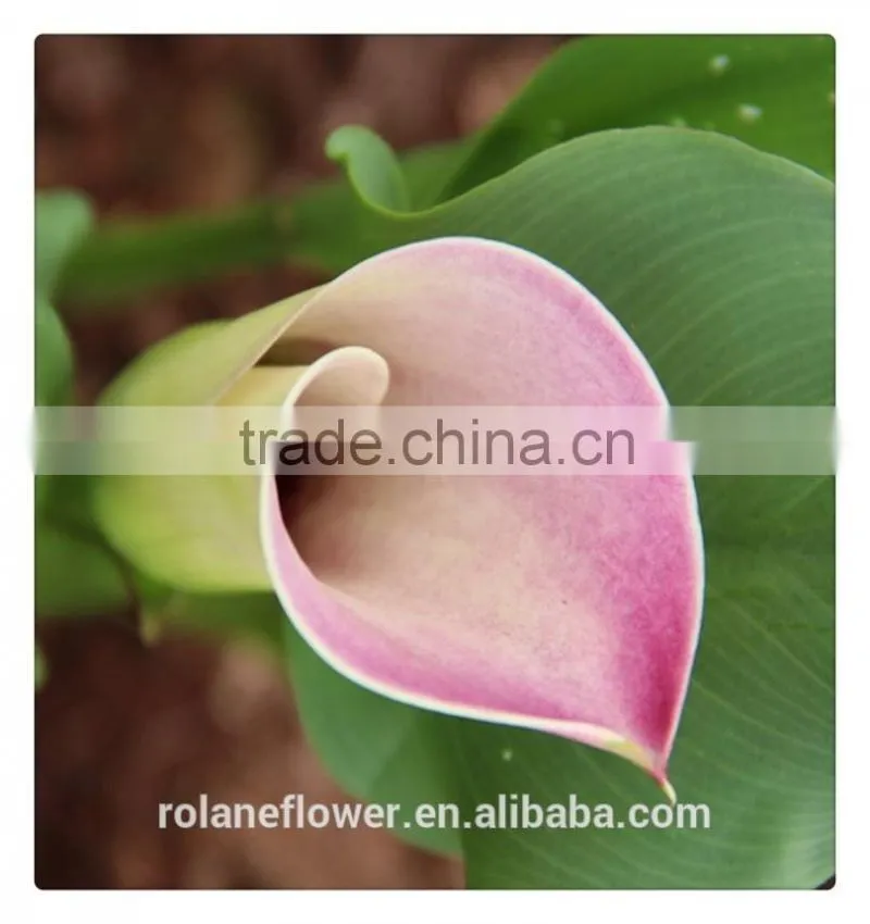 the beautiful pura color fresh cut red calla lily flower to express all over the world