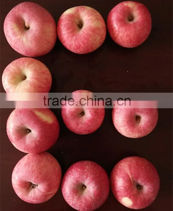 top fresh Fuji apple for indian delicious fuji apple