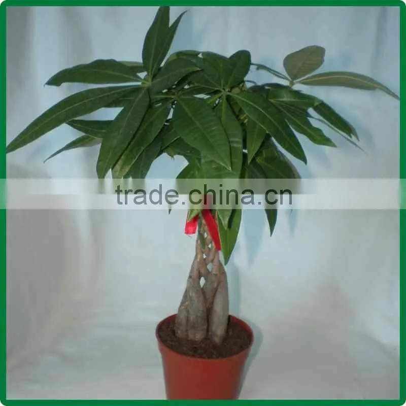 5 braided mini pachira macrocarpa aquatica bonsai money tree plant indoor ornamental decorative potted plants nursery