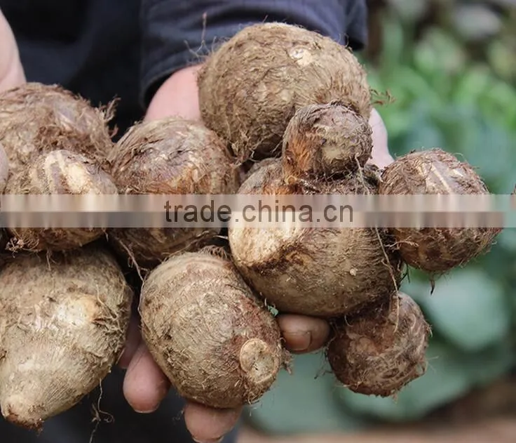 rice reaper taro