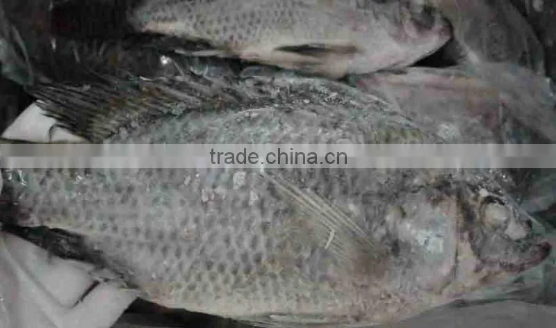 gutted and scaled tilapia cleaned low price