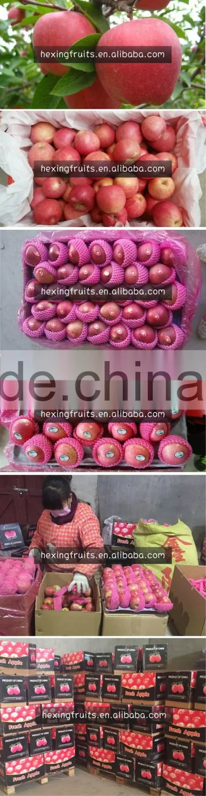 TOP SELLING!! Cheap Prices 2015 qinguan apple with good price