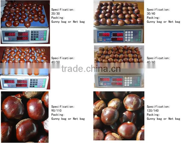 2015 new raw fresh chestnuts