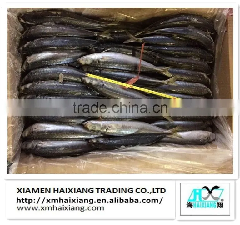 Farm frozen tilapia fish for sale