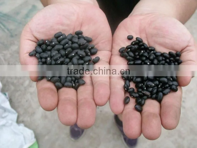 black kidney bean polisher