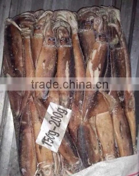 frozen seafood importers of illex squid