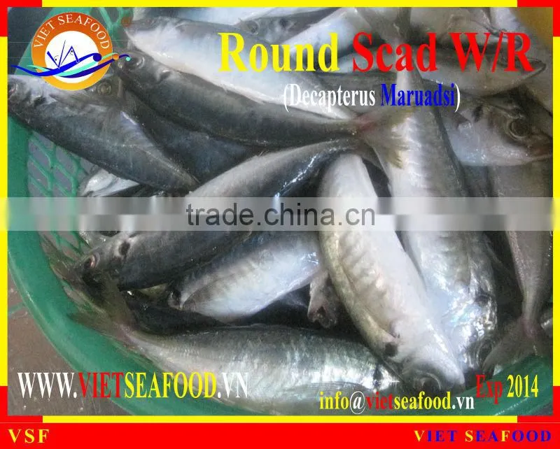 WHOLE ROUND FROZEN ROUND SCAD