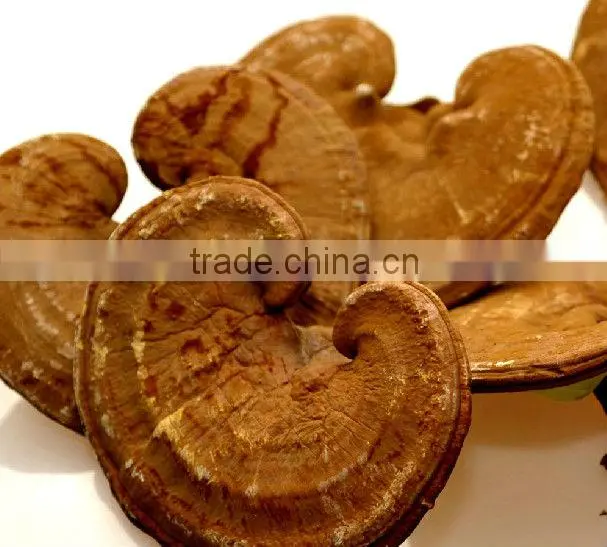 Duan Wood Reishi Slice,Ganoderma lucidum