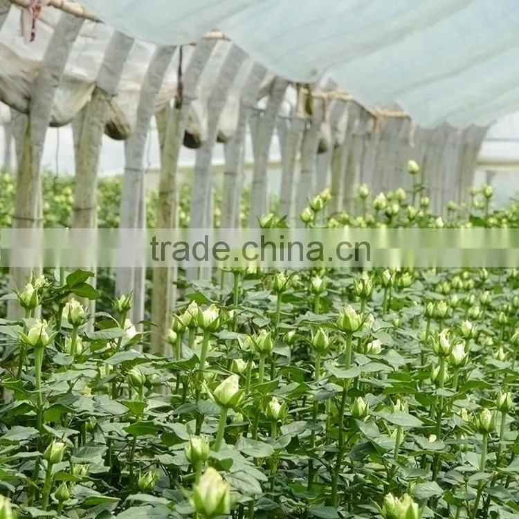 Fashion hot sell eustoma flower decoration