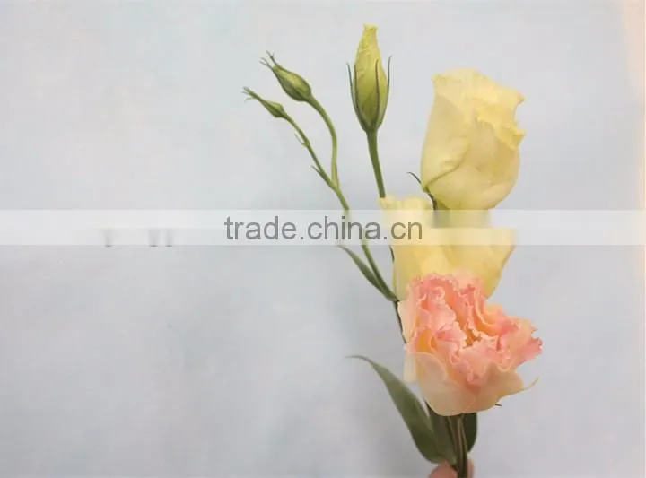 Wholesale top fresh eustoma flowers new product