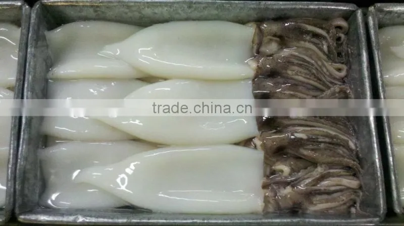 Illex Argentinus frozen squid tube and tentacle(tt)