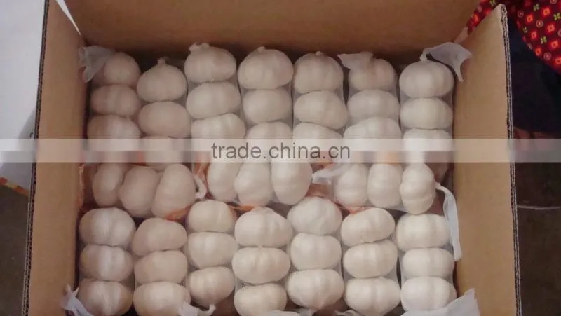 fresh garlic