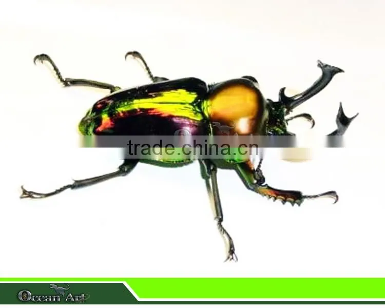 2014 new products palyground insects