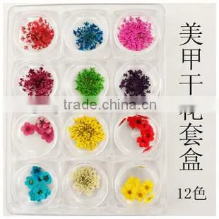 H1-034 12COLORS Dried Flowers for Nail Art Embeddi(12Colours ) 1.These dried DRY FLOWER ,Real dry flower