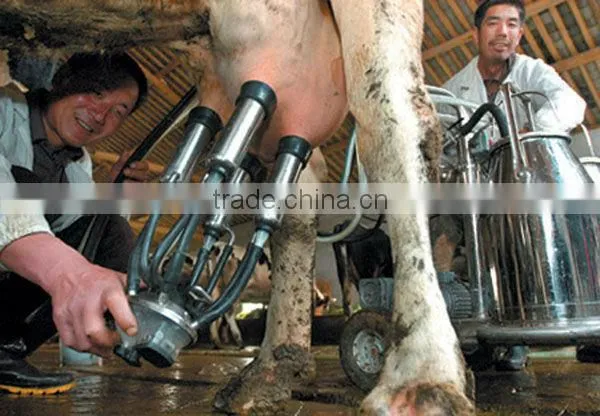 milking machine for cow
