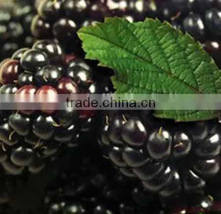asian frozen vegetables and fruits iqf frozen blackberry