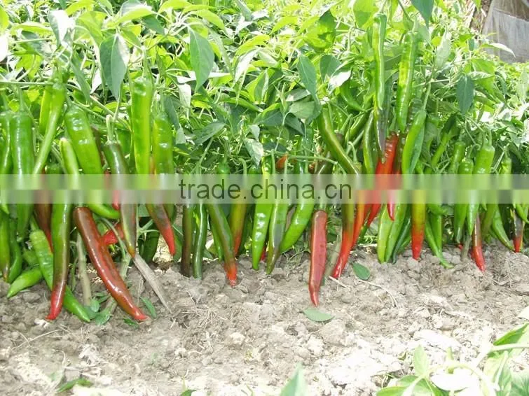 Hot sale hybrid high yield chili pepper seeds-FK21