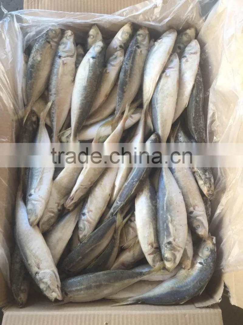 Frozen horse mackerel norway for canned mackerel china seafood