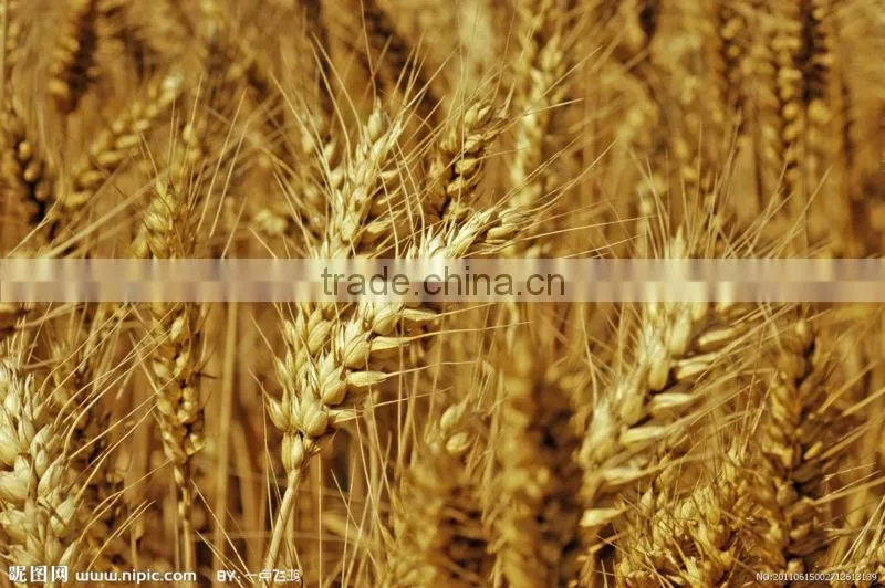 Land and mountain area mini rice harvesting machine