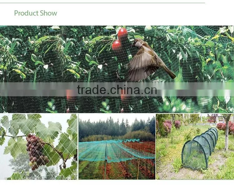 Top Quality Bird Mist Nets For Grape Seedlings