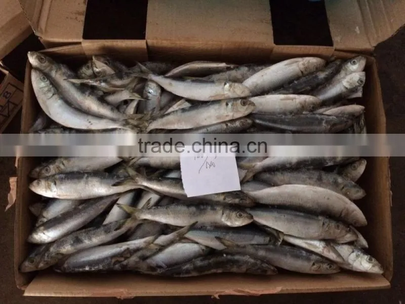 Frozen Sardine Fish for Can