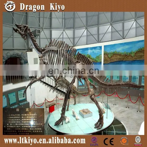 2015 Life Size Dinosaur Park Equipment Dinosaur Skeleton