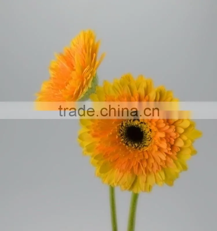 Quality Champagne fresh gerbera plants