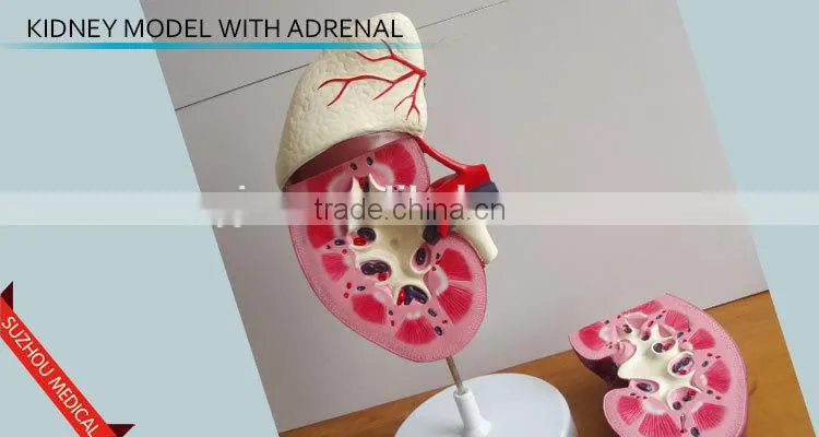 Kidney model with adrenal