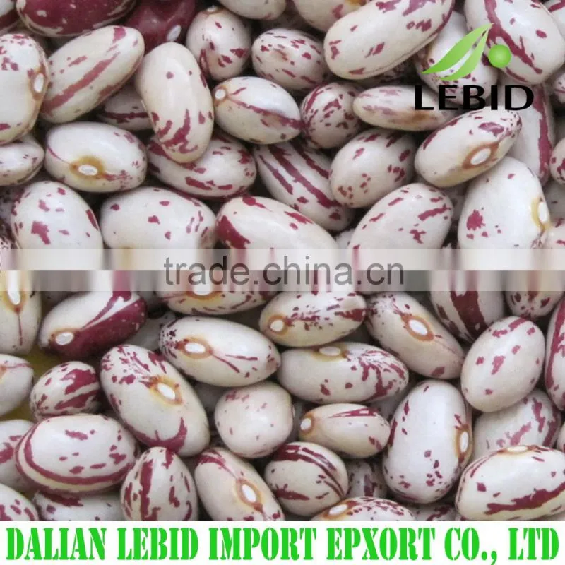High quality white kidney beans spanish type